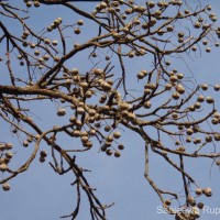 Terminalia bellirica (Gaertn.) Roxb.